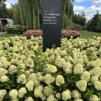 Hortenzia metlinatá (Hydrangea paniculata) ´LIVING LITTLE PASSION´® by LIVING CREATIONS® výška 20-30 cm, kont. C1,5L